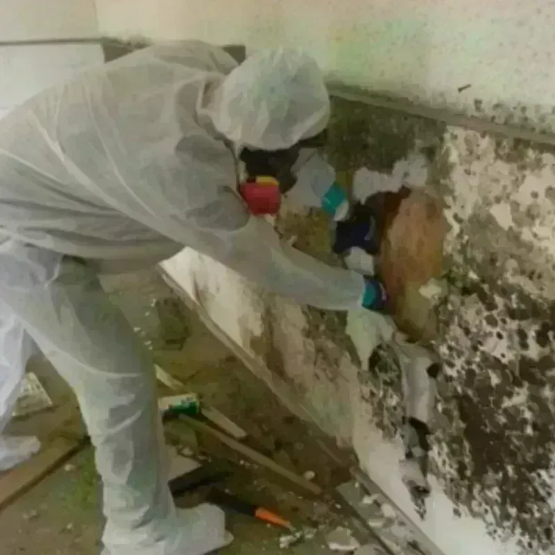 Mold Remediation and Removal in Stonewall, LA